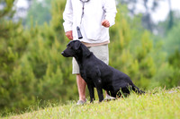 SUPER RETRIEVER SERIES MAY 2018