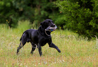 SUPER RETRIEVER SERIES MAY 2018
