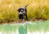 SUPER RETRIEVER SERIES MAY 2018