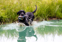 SUPER RETRIEVER SERIES MAY 2018