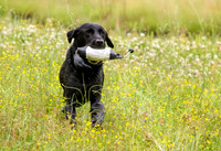 SUPER RETRIEVER SERIES MAY 2018