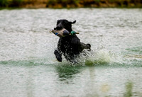 SUPER RETRIEVER SERIES MAY 2018