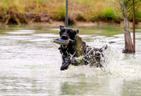 SUPER RETRIEVER SERIES MAY 2018