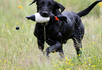 SUPER RETRIEVER SERIES MAY 2018