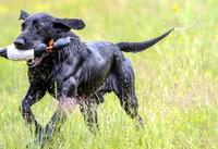 SUPER RETRIEVER SERIES MAY 2018