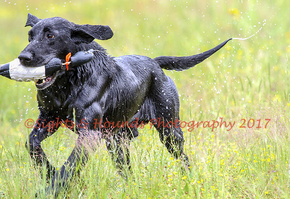 SUPER RETRIEVER SERIES MAY 2018