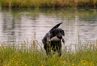 SUPER RETRIEVER SERIES MAY 2018