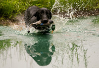 SUPER RETRIEVER SERIES MAY 2018