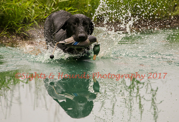 SUPER RETRIEVER SERIES MAY 2018