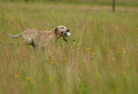 SUPER RETRIEVER SERIES MAY 2018