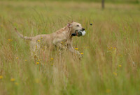 SUPER RETRIEVER SERIES MAY 2018