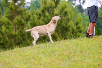 SUPER RETRIEVER SERIES MAY 2018