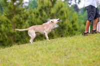 SUPER RETRIEVER SERIES MAY 2018