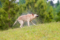 SUPER RETRIEVER SERIES MAY 2018
