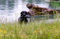 SUPER RETRIEVER SERIES MAY 2018