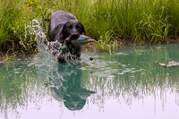 SUPER RETRIEVER SERIES MAY 2018