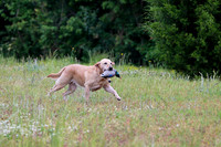 SUPER RETRIEVER SERIES MAY 2018