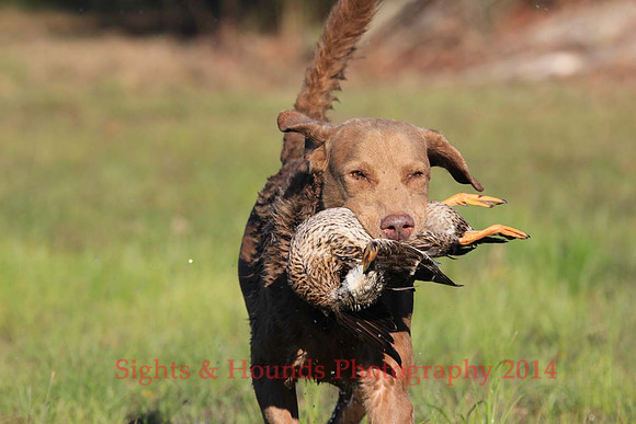 G. Mathinuss (Dog Unknown)