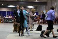 Raleigh Kennel Club (Sat)