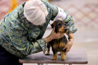 Dachshund
