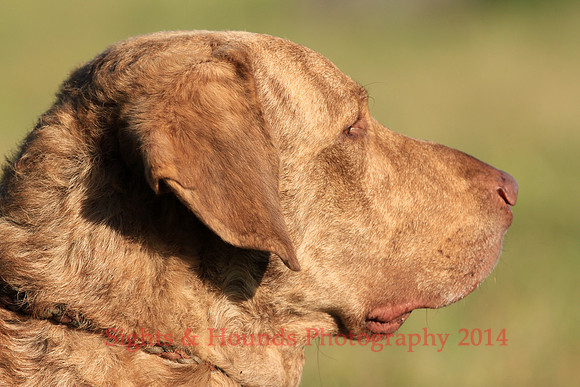OSSIE