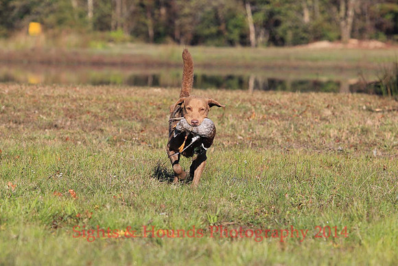 G. Mathinuss (Dog Unknown)