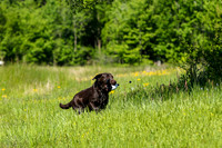 Hank