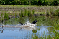 NOAH