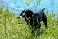 Gus