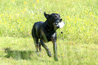 Striker