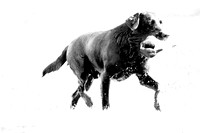 Striker