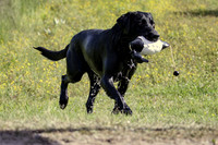 Striker