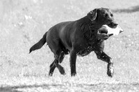 Striker