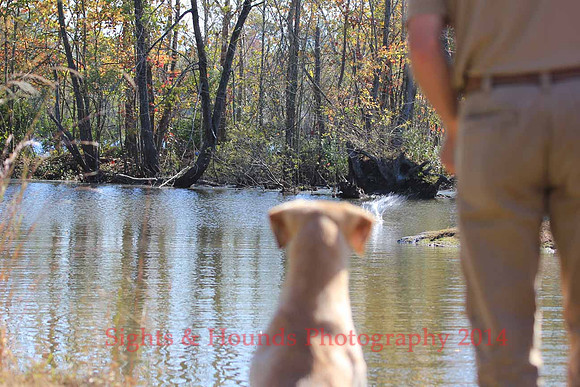 Test Dog with a back up...