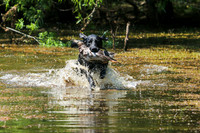 NEUSE RETRIEVER CLUB MAY 2019