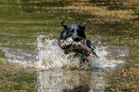 NEUSE RETRIEVER CLUB MAY 2019