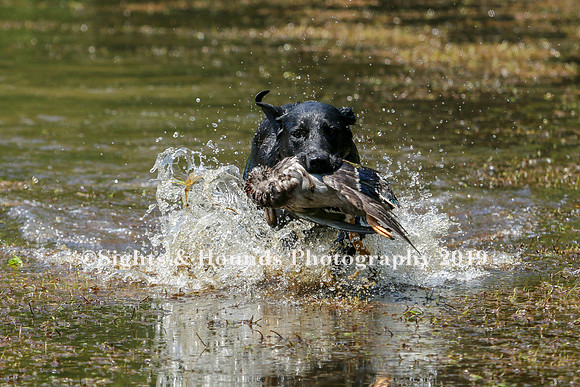 NEUSE RETRIEVER CLUB MAY 2019