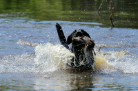 NEUSE RETRIEVER CLUB MAY 2019