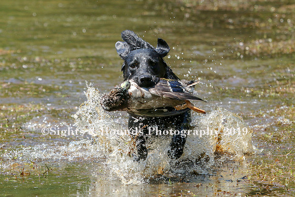 NEUSE RETRIEVER CLUB MAY 2019