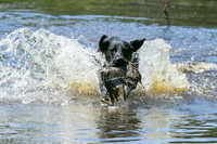 NEUSE RETRIEVER CLUB MAY 2019