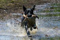 NEUSE RETRIEVER CLUB MAY 2019