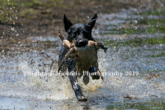 NEUSE RETRIEVER CLUB MAY 2019