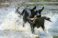 NEUSE RETRIEVER CLUB MAY 2019