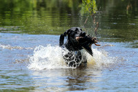 NEUSE RETRIEVER CLUB MAY 2019