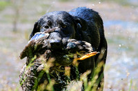 NEUSE RETRIEVER CLUB MAY 2019