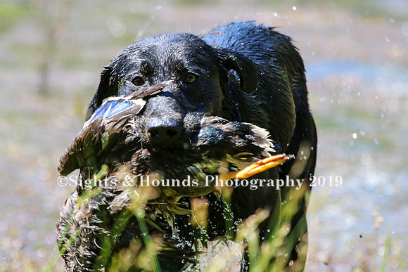 NEUSE RETRIEVER CLUB MAY 2019