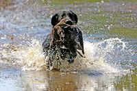 NEUSE RETRIEVER CLUB MAY 2019