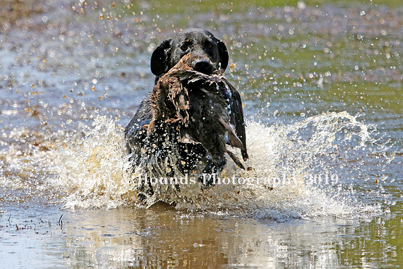 NEUSE RETRIEVER CLUB MAY 2019