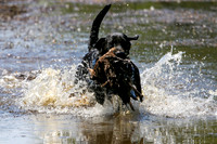 NEUSE RETRIEVER CLUB MAY 2019