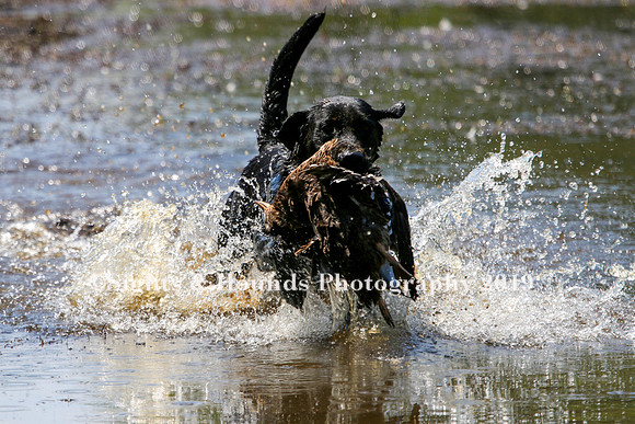 NEUSE RETRIEVER CLUB MAY 2019